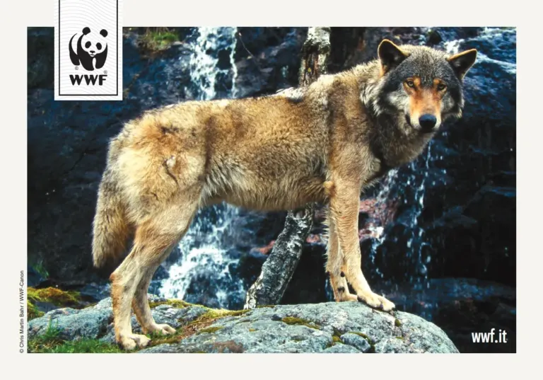 La campagna sms del WWF sulle cartoline Ambient Media con le foto più belle degli animali in pericolo — foto 2