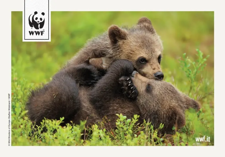La campagna sms del WWF sulle cartoline Ambient Media con le foto più belle degli animali in pericolo — foto 1