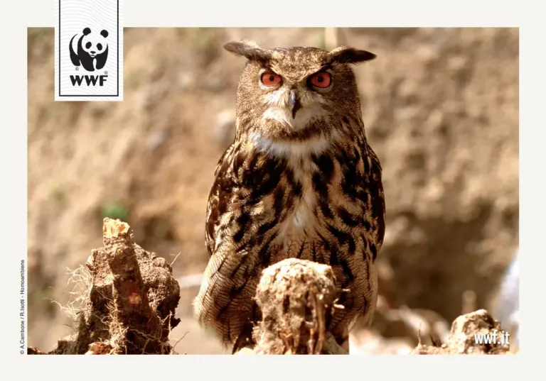 La campagna sms del WWF sulle cartoline Ambient Media con le foto più belle degli animali in pericolo — foto 3